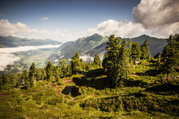 Stone pine way on the Graukogel © GASTEINERTAL TOURISMUS GMBH